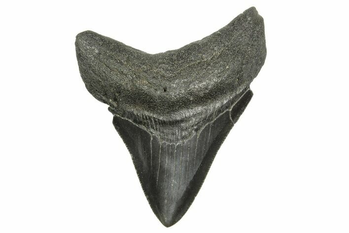 Serrated, Fossil Megalodon Tooth - South Carolina #368415